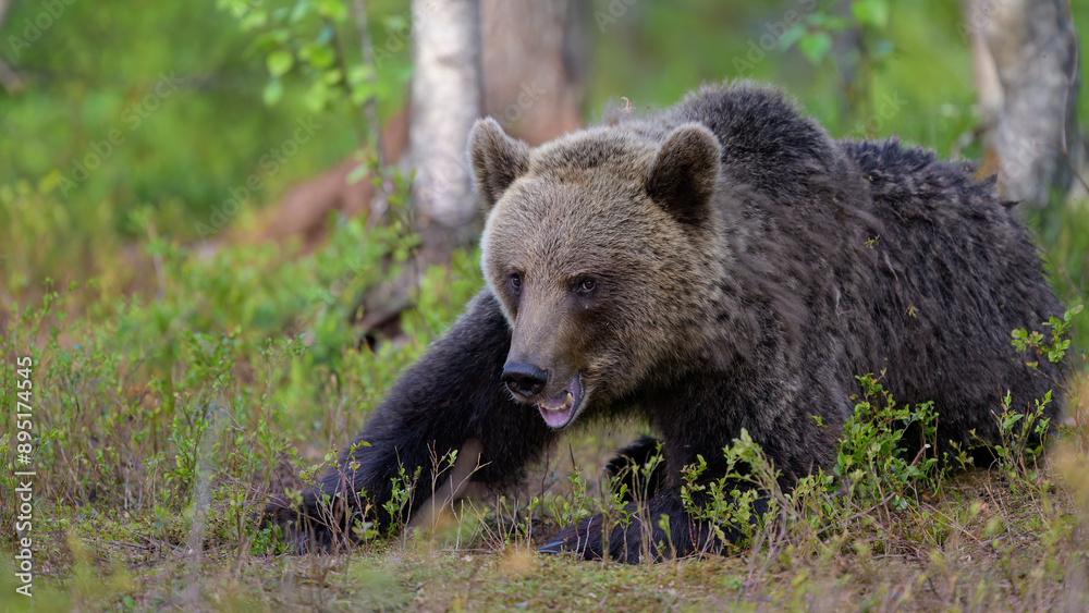 European brown bear (Ursus arctos) in summer European brown bear (Ursus arctos) in summer