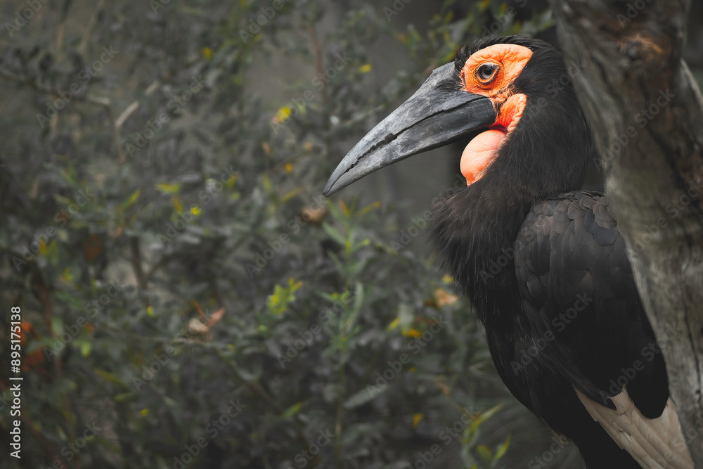 Fototapeta premium black billed hornbill