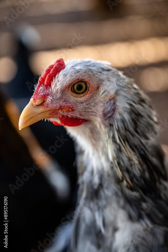 close up of a chicken