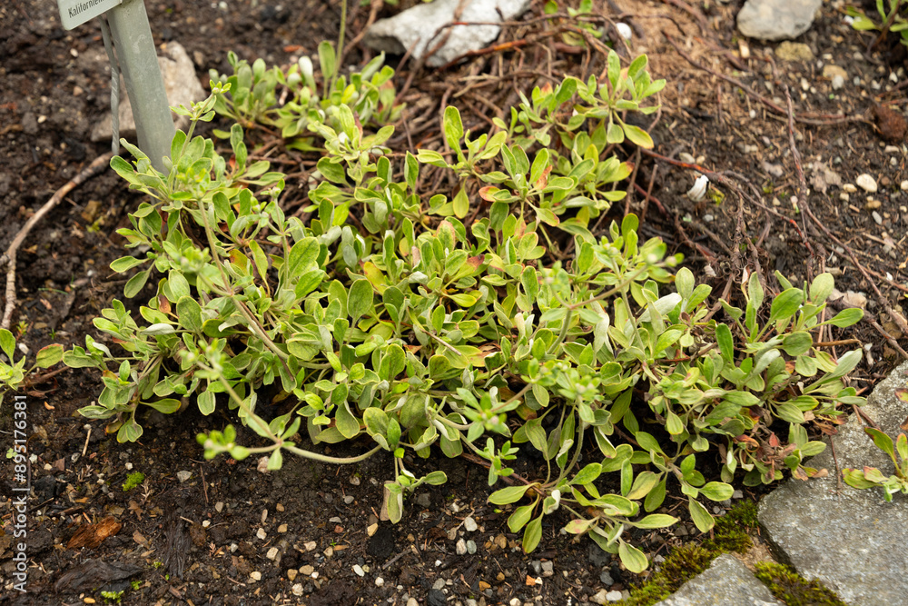 Fototapeta premium Eriogonum Flavum plant in Saint Gallen in Switzerland