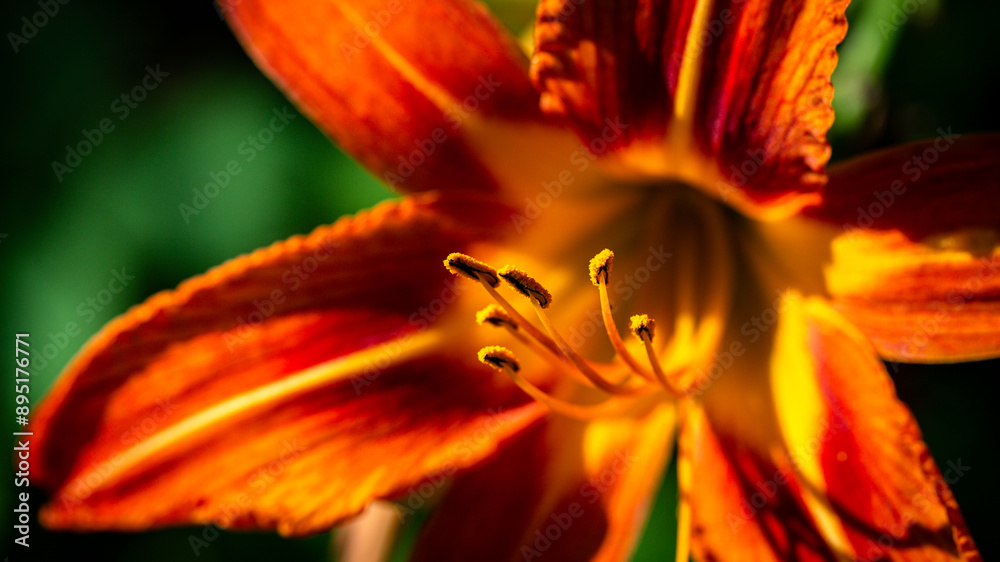 Vibrant Orange Daylily Blossom in CloseUp View, Perfect for Garden and Nature Enthusiasts Vibrant Orange Daylily Blossom in CloseUp View, Perfect for Garden and Nature Enthusiasts