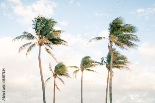 palm trees on blue sky