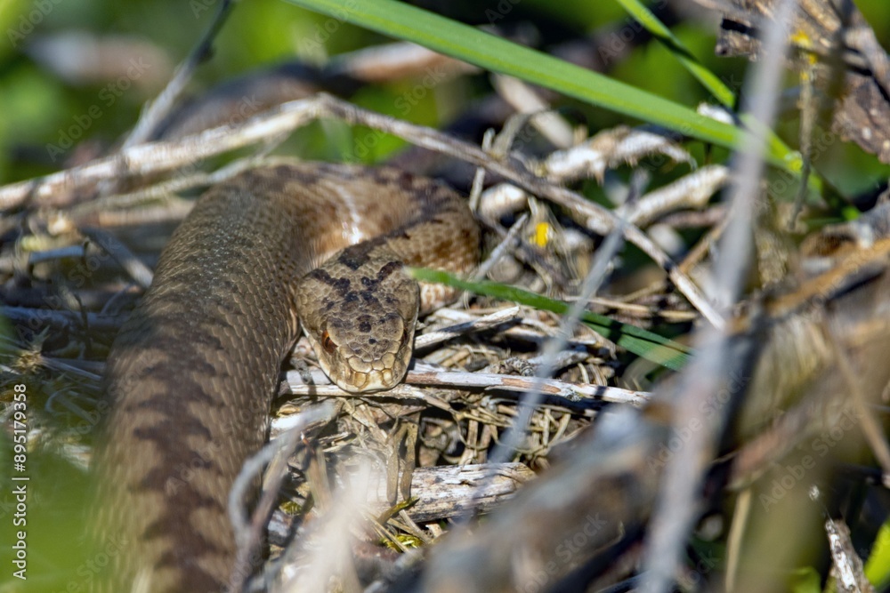 Head of a common European adder, Vipera berus Head of a common European adder, Vipera berus