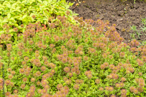 Acaena Fissistipula plant in Saint Gallen in Switzerland photo