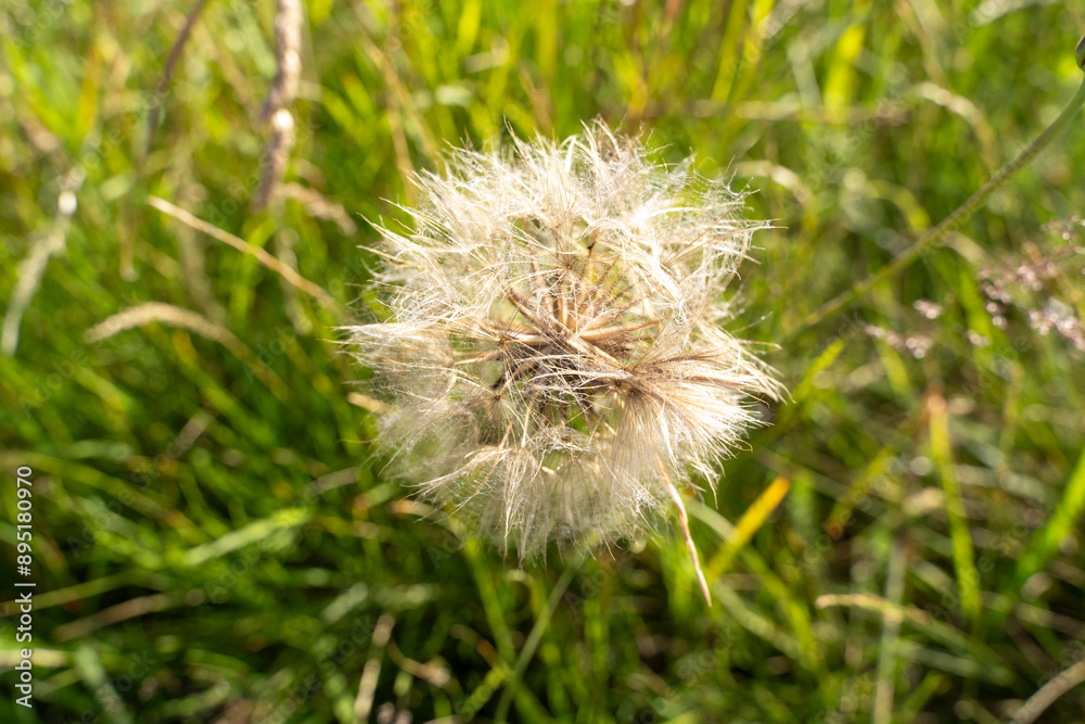 Fototapeta premium Dandelion in the grass in summer