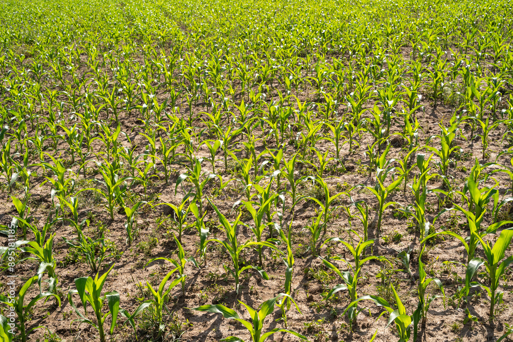 Farm field with corn in summer Farm field with corn in summer