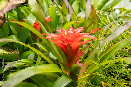 Scarlet star or Guzmania Lingulata plant in Saint Gallen in Switzerland photo