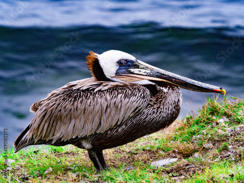 pelican on the beach