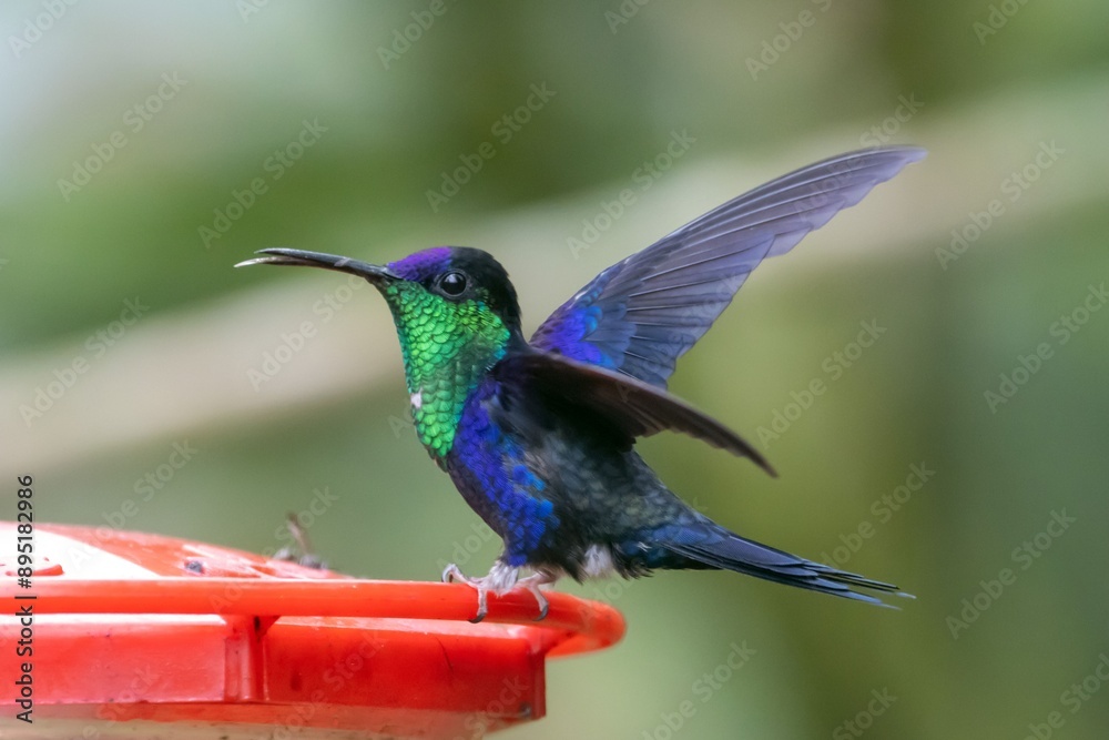 Fototapeta premium Crowned woodnymph, Thalurania colombica, on a feeder