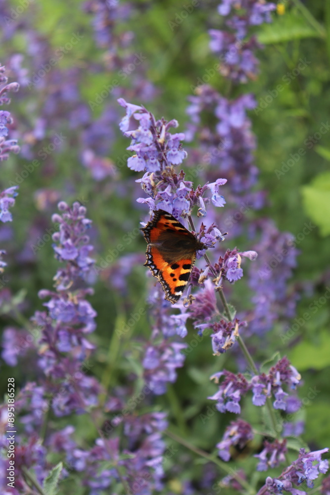 lavender butterfly