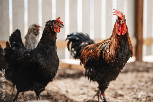 rooster and hen
