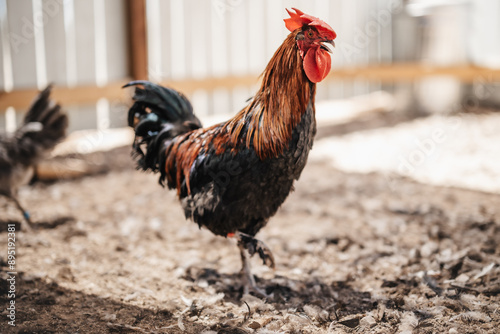 rooster in the farm