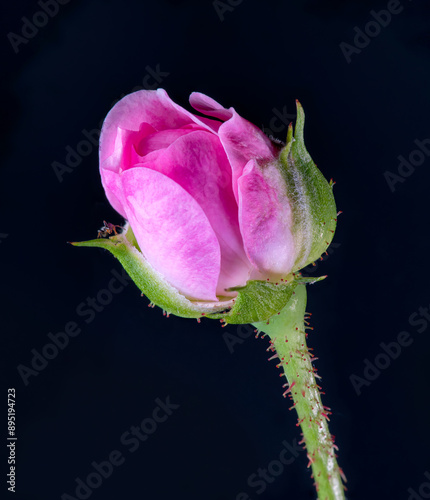 pink rose with water drops