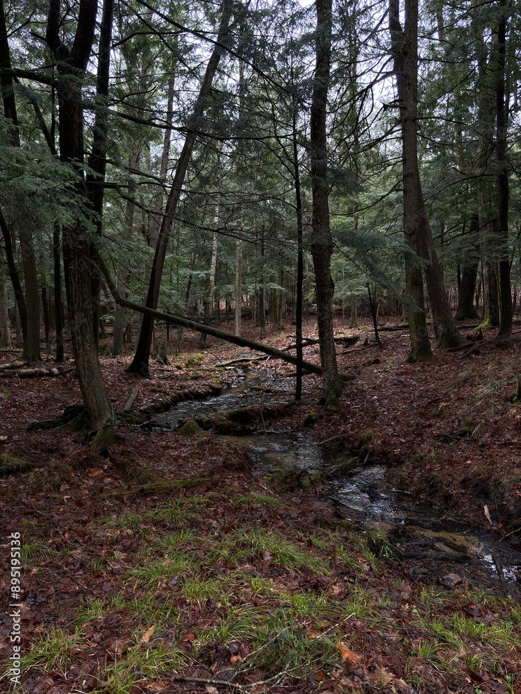 Fototapeta premium Stream running through forest.