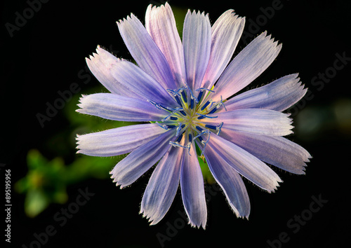 flower on black