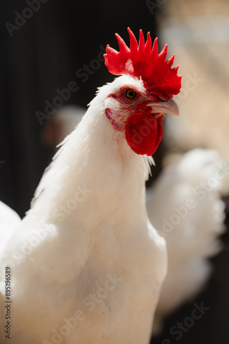 white rooster on a farm