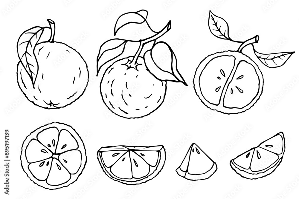 Set of linear sketches of orange and citrus fruit pieces.Vector graphics. Set of linear sketches of orange and citrus fruit pieces.Vector graphics.