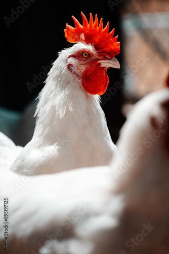 American Bresse Rooster and Hen