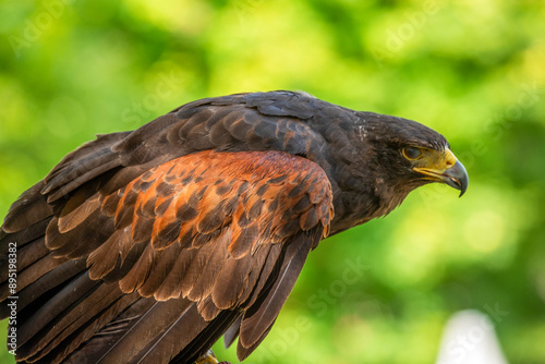 Golden eagle, the largest bird of prey in the Iberian Peninsula, with its dark brown plumage and yellow and black beak