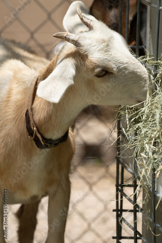 Goat Eating Hay