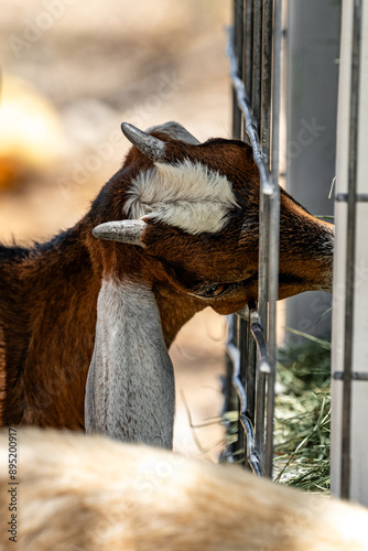 goat on the farm