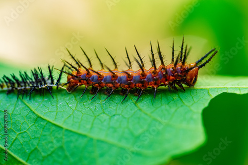 caterpillar on a leaf
