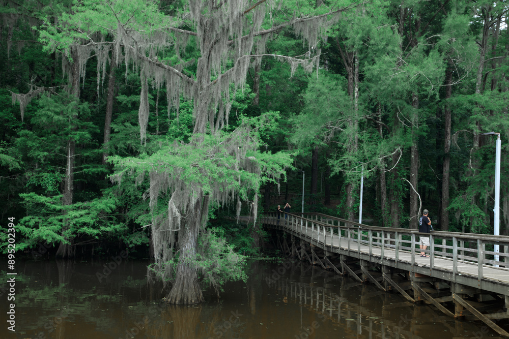 Caddo Lake  on the Texas and Louisiana state border