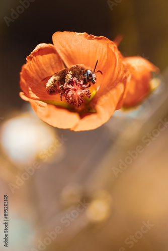 red poppy flower with bee inside