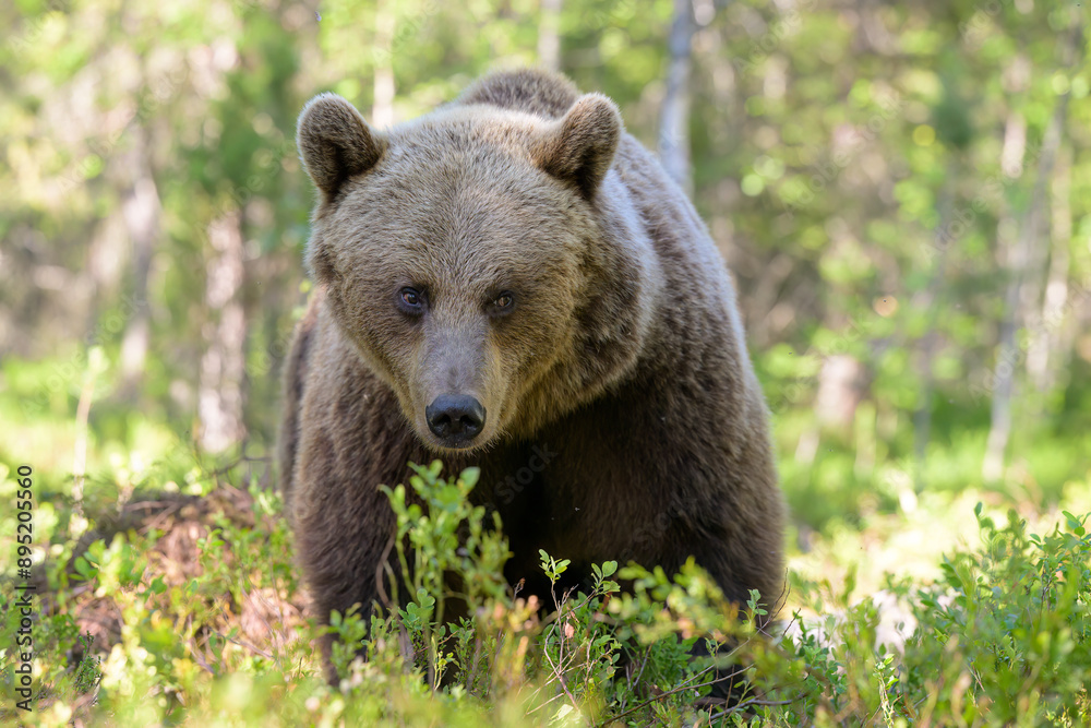 European brown bear (Ursus arctos) in summer