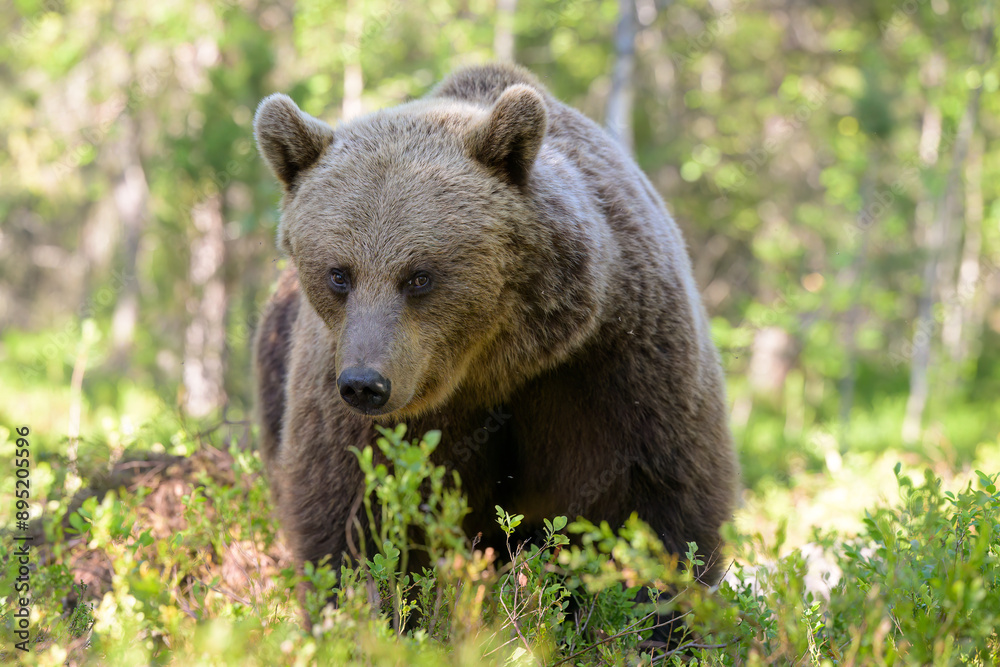 European brown bear (Ursus arctos) in summer