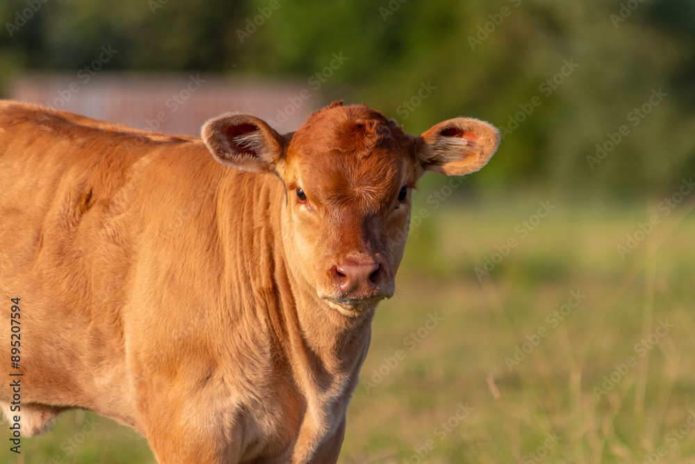 Süßes Kalb auf grüner Wiese - Nahaufnahme Süßes Kalb auf grüner Wiese - Nahaufnahme