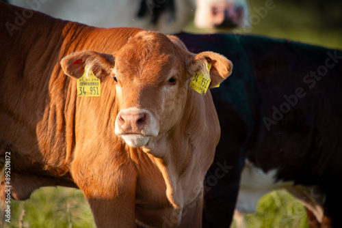 Süßes Kalb auf grüner Wiese - Nahaufnahme photo