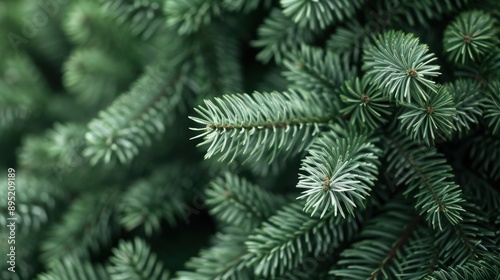 A close up of a green pine tree with many branches