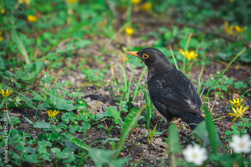 A beautiful blackbird perched on a wildflower in a meadow. Perfect for nature and wildlife imagery.