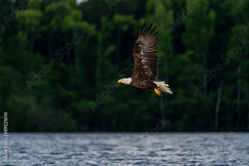 Majestic Bald Eagle in Flight