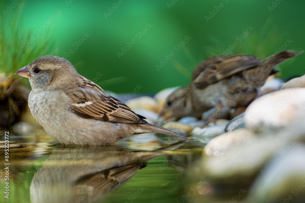 Two young sparrows by the water of a bird watering hole. Reflection on the water. Czechia Two young sparrows by the water of a bird watering hole. Reflection on the water. Czechia