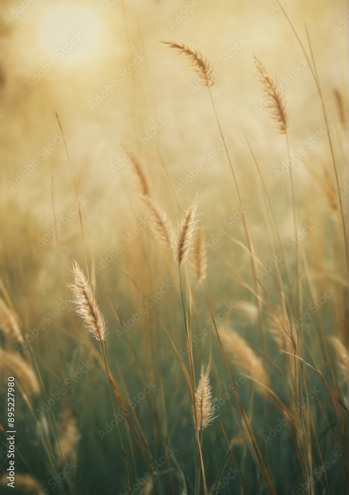 Close-up tall grasses field A lush field green Close-up tall grasses field A lush field green