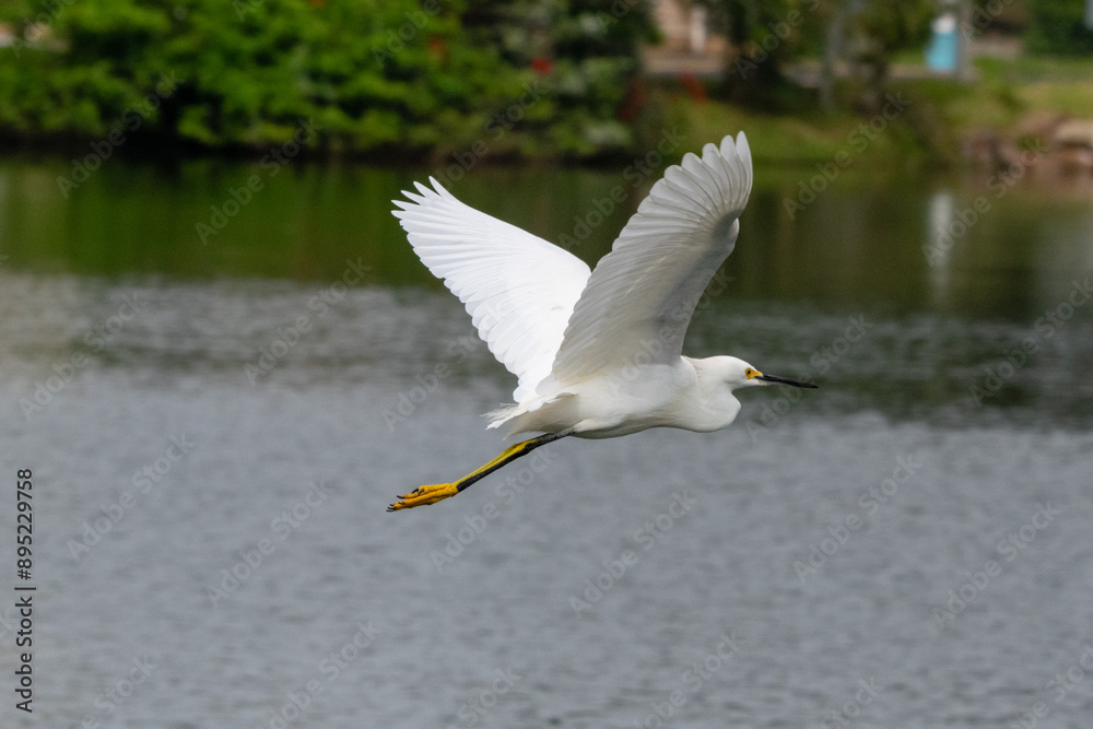 Light flight of the heron Light flight of the heron