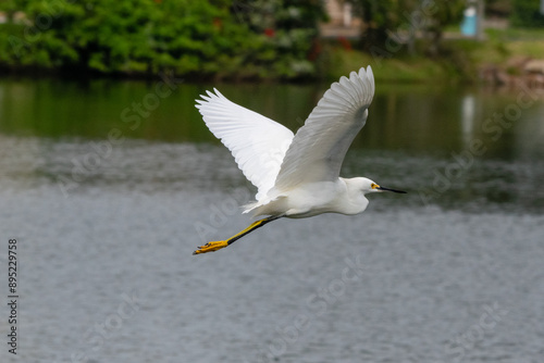 Light flight of the heron