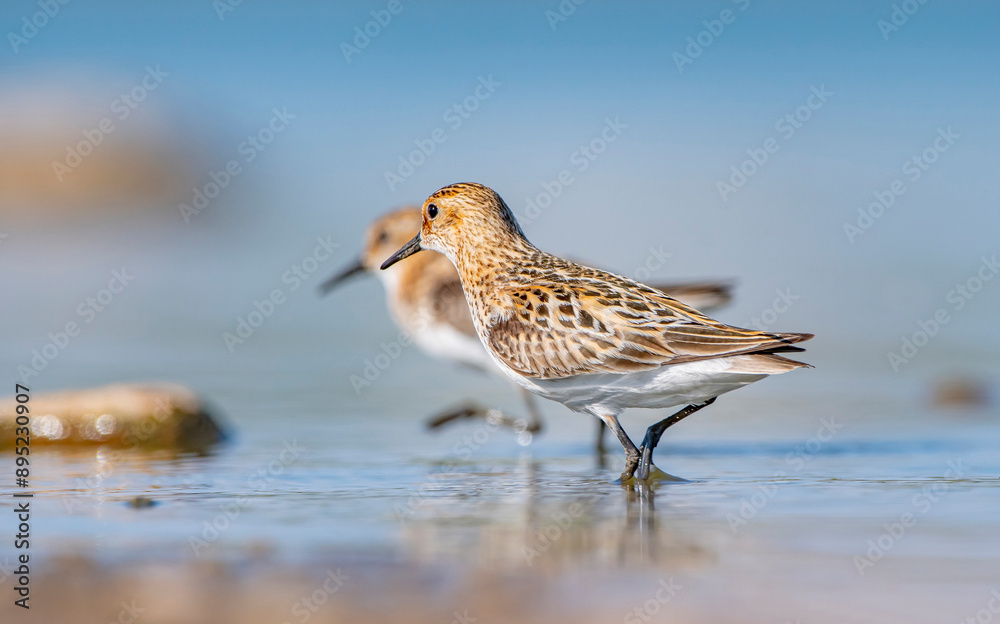 Little stint (Calidris minuta) is a wetland bird that lives in the northern parts of the European and Asian continents. It feeds in swampy areas. Little stint (Calidris minuta) is a wetland bird that lives in the northern parts of the European and Asian continents. It feeds in swampy areas.