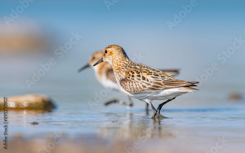 Little stint (Calidris minuta) is a wetland bird that lives in the northern parts of the European and Asian continents. It feeds in swampy areas. photo