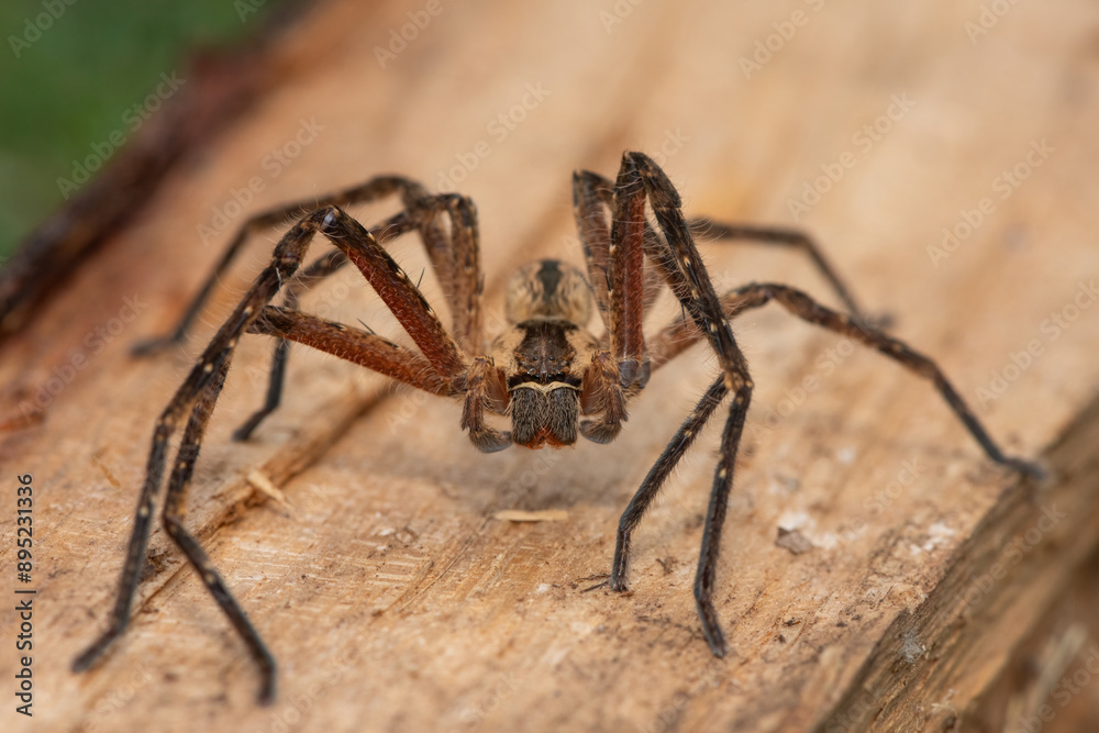 Close-up of a beautiful male common rain spider (Palystes superciliosus), a species of huntsman spider Close-up of a beautiful male common rain spider (Palystes superciliosus), a species of huntsman spider