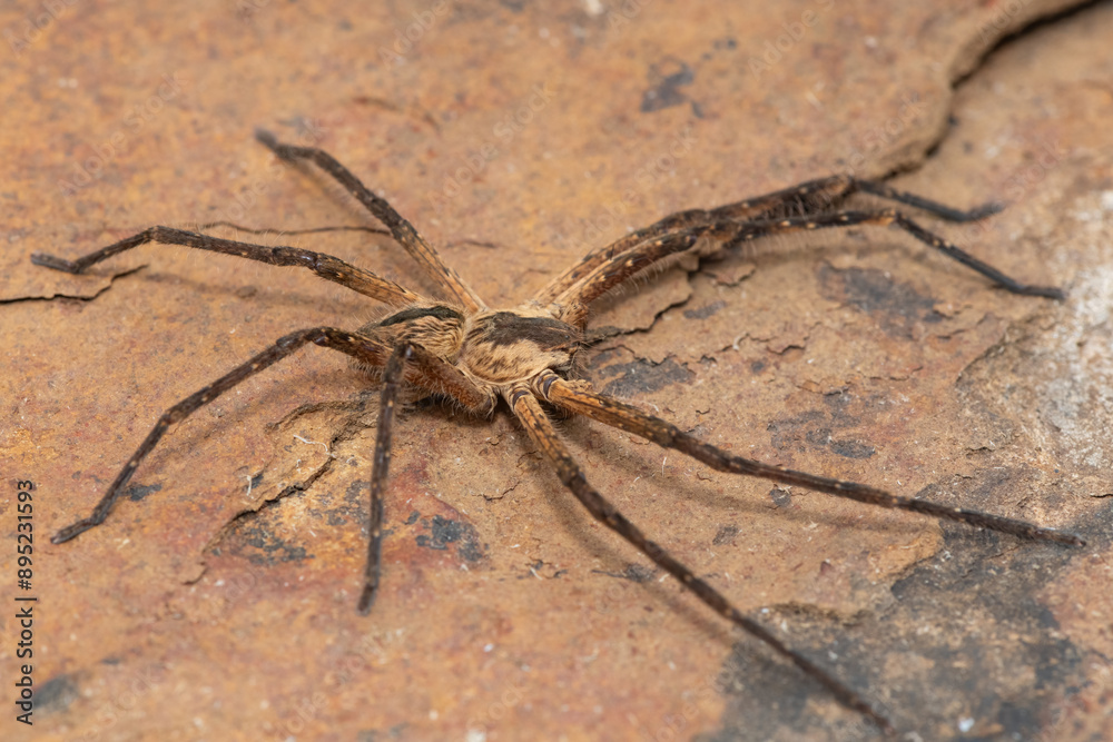 Close-up of a beautiful male common rain spider (Palystes superciliosus), a species of huntsman spider