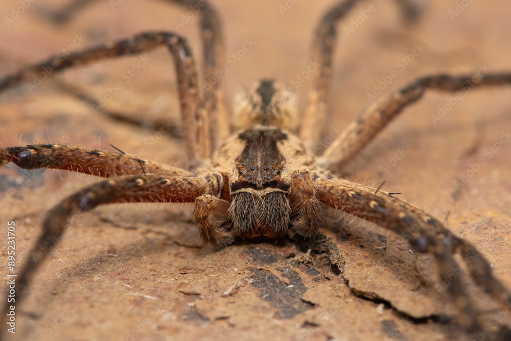 Close-up of a beautiful male common rain spider (Palystes superciliosus), a species of huntsman spider Close-up of a beautiful male common rain spider (Palystes superciliosus), a species of huntsman spider