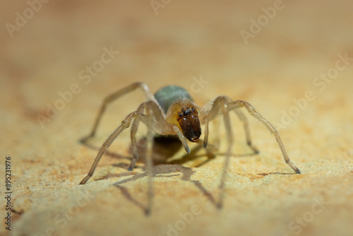 A venomous sac spider (Cheiracanthium sp.) on a rock photo