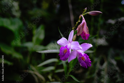 Bright purple wild orchid blooming over a green garden.