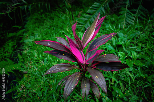 Bright pink flower with purple leaves blooming over a wild garden.
