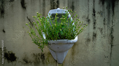 Green bush of plants growing on a urinal outside an old house wall.