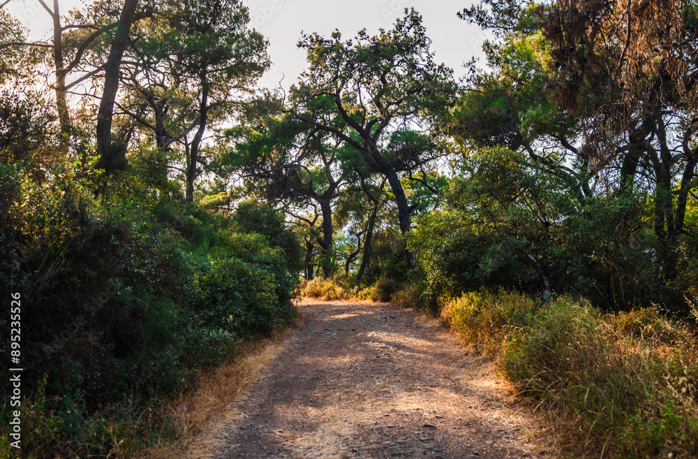 Fototapeta premium Forest path through lush trees. A dirt path winds through a dense forest, lined with lush greenery and tall trees. Sunlight peeks through the canopy.