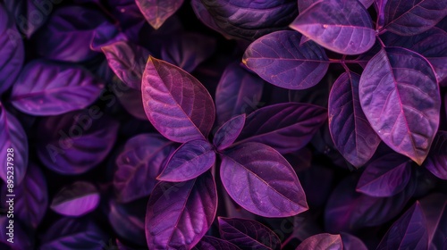 closeup nature view of purple leaf background. Flat lay, dark nature concept, tropical leaf